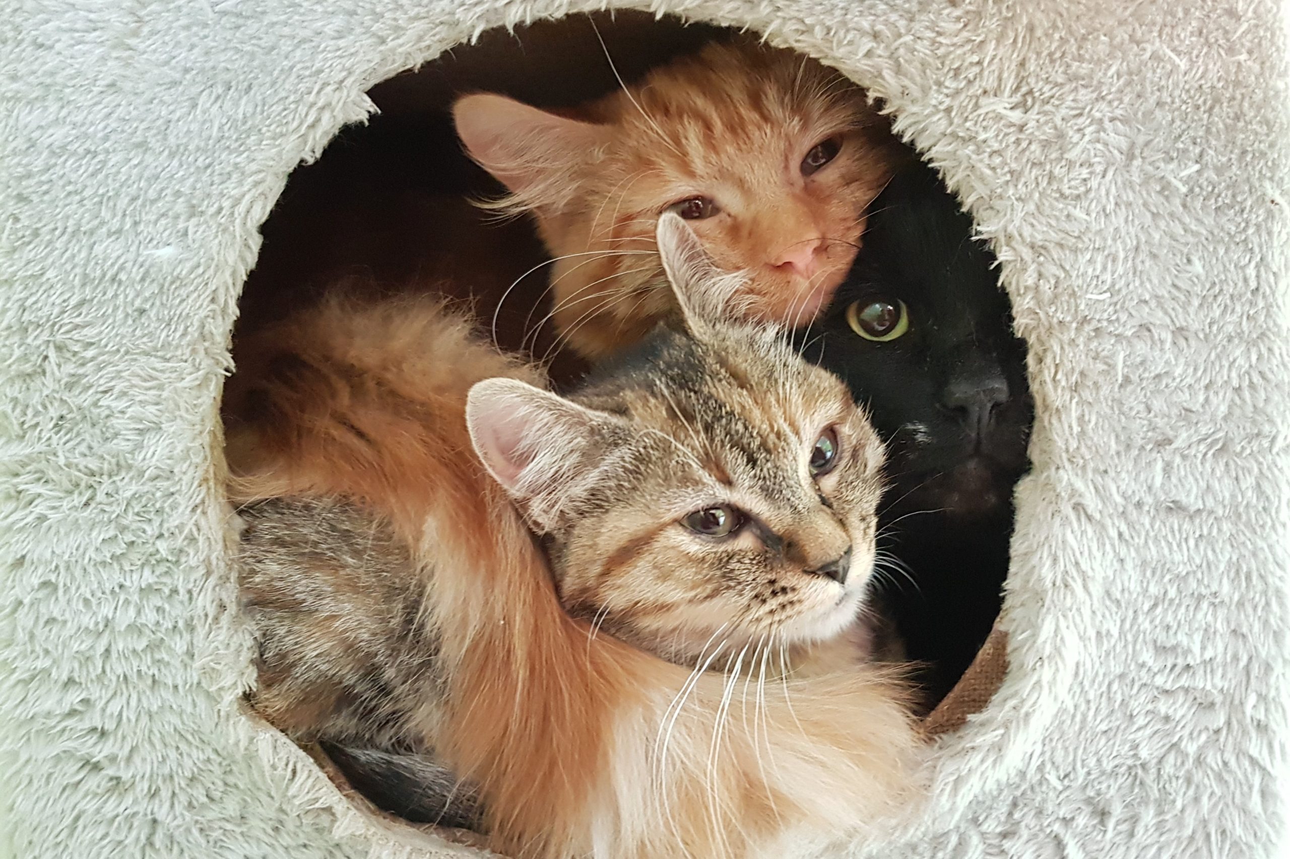 2 fevrier Chat dans niche SPA 44